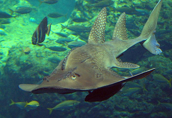 Sea Life Kansas City Aquarium第 4 张图片