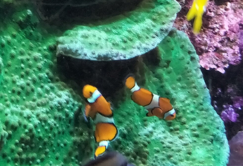 圣塞瓦斯蒂安水族馆第 16 张图片