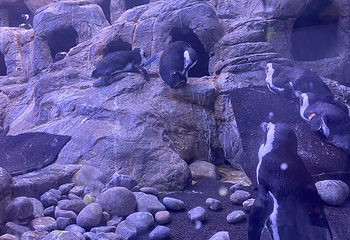 莱利大烟山水族馆第 16 张图片