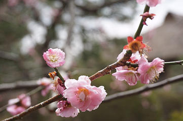 好文亭第 6 张图片