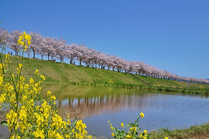 Ono Cherry Blossom Corridor