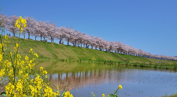Ono Cherry Blossom Corridor