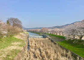 Sakura Trees along Nagare River