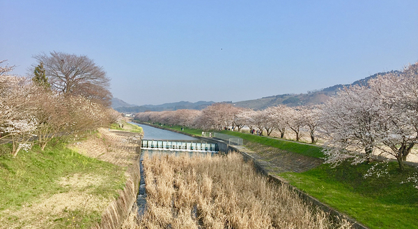 Sakura Trees along Nagare River