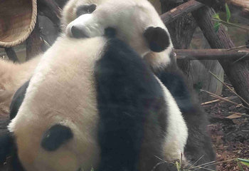 成都大熊猫繁育研究基地第 720 张图片