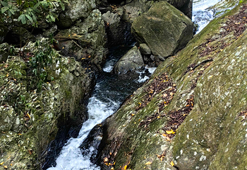 海南百花岭热带雨林文化旅游区第 75 张图片