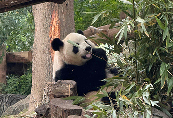 成都大熊猫繁育研究基地第 176 张图片