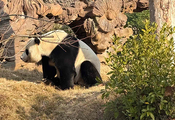 岳阳中华大熊猫苑第 27 张图片