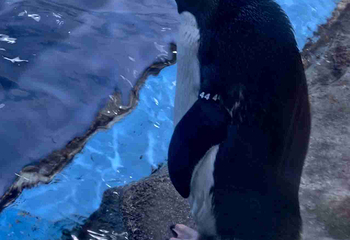 上海海昌海洋公园第 479 张图片