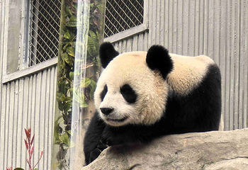 卧龙中华大熊猫苑神树坪基地第 69 张图片