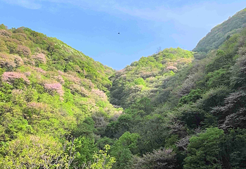 太平国家森林公园第 64 张图片