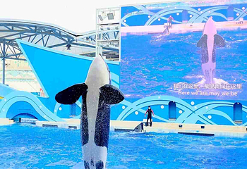 上海海昌海洋公园第 372 张图片