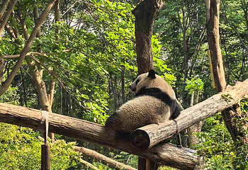 成都大熊猫繁育研究基地第 202 张图片