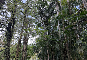 兴隆热带植物园第 71 张图片