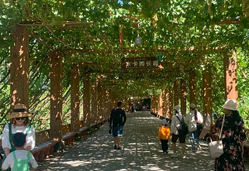 葡萄沟第 71 张图片