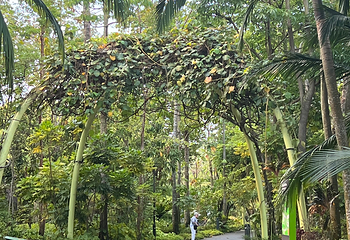 新加坡滨海湾花园第 482 张图片
