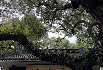 灵隐飞来峰景区第 128 张图片