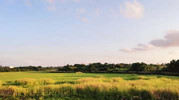 北海涠洲岛-湿地公园
