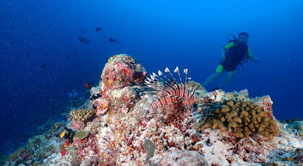 Jerrys Dive Club Rasdhoo