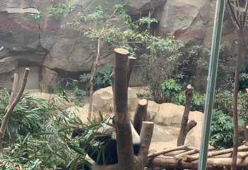 成都大熊猫繁育研究基地第 760 张图片