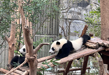 成都大熊猫繁育研究基地第 104 张图片