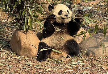 成都大熊猫繁育研究基地第 243 张图片