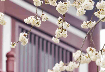 青龙寺第 38 张图片