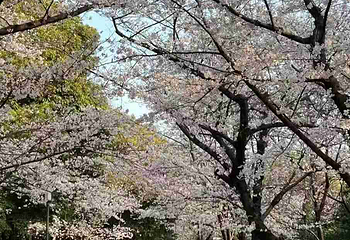 大阪城公园第 257 张图片