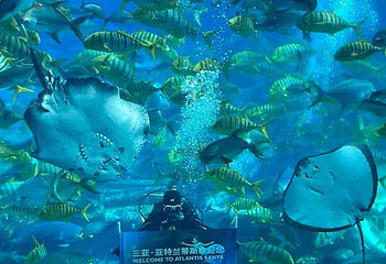 三亚亚特兰蒂斯失落的空间水族馆第 179 张图片