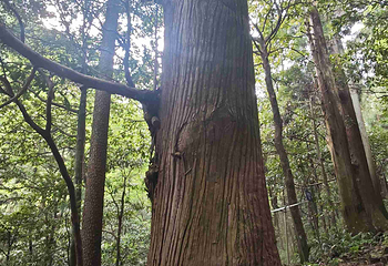 天目山自然保护区第 101 张图片