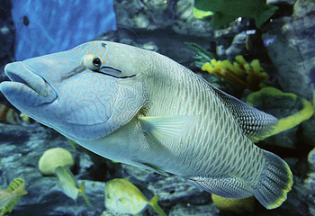 济州岛Aqua Planet水族馆第 52 张图片