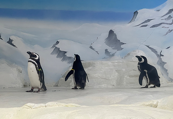 上海海洋水族馆第 59 张图片