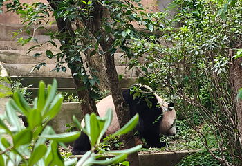 成都大熊猫繁育研究基地第 276 张图片