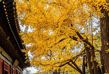红螺寺第 118 张图片
