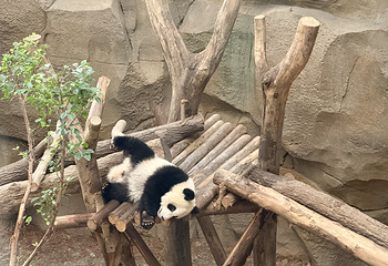 成都大熊猫繁育研究基地第 181 张图片