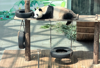 东北虎园第 25 张图片