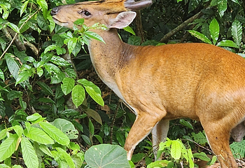 Khao Yai National Park Checkpoint - Pak Chong第 19 张图片