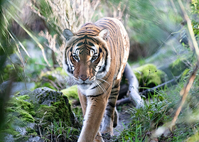 林地公园动物园