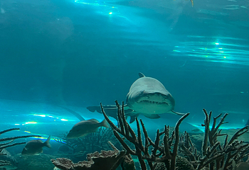莱利大烟山水族馆第 3 张图片