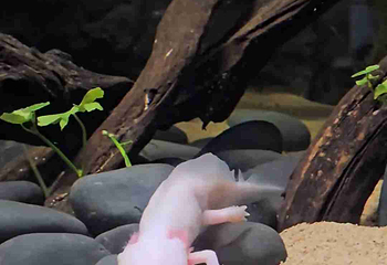 新加坡海洋生态馆第 171 张图片
