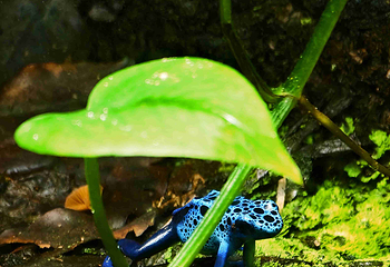 新加坡海洋生态馆第 36 张图片