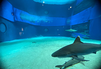 冲绳美丽海水族馆第 107 张图片