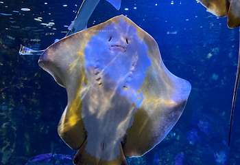 鸟羽水族馆第 26 张图片
