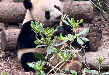 成都大熊猫繁育研究基地第 302 张图片