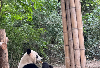 成都大熊猫繁育研究基地第 303 张图片