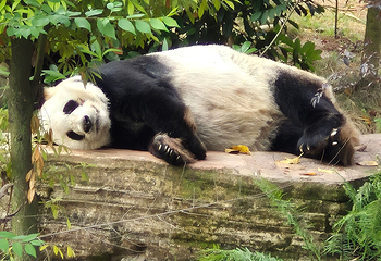 成都大熊猫繁育研究基地第 348 张图片