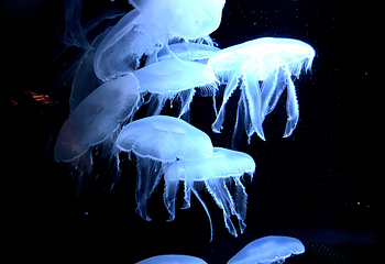 浅虫水族馆第 8 张图片