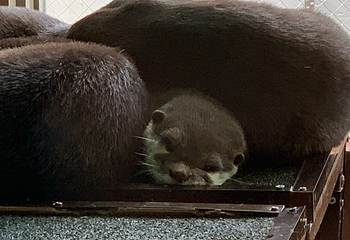 箱根园水族馆第 11 张图片