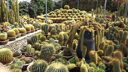 仙人掌谷第 7 张图片