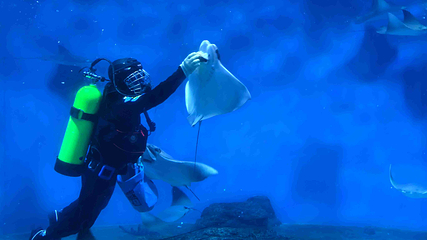 上海海洋水族馆第 170 张图片